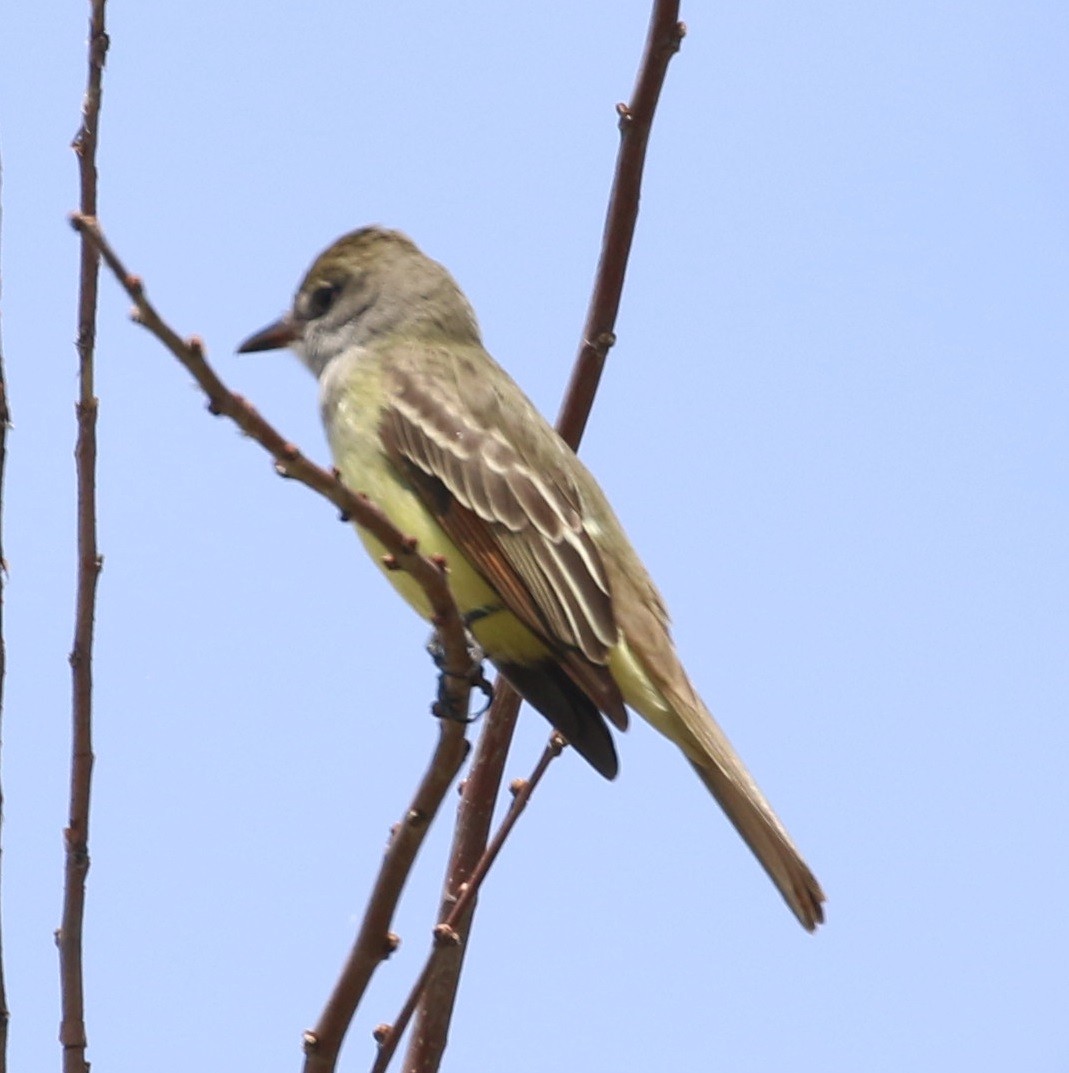 Great Crested Flycatcher - ML384954541