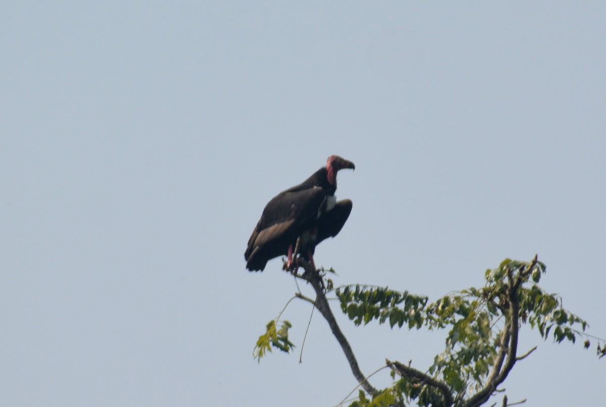 Red-headed Vulture - Sipu Kumar