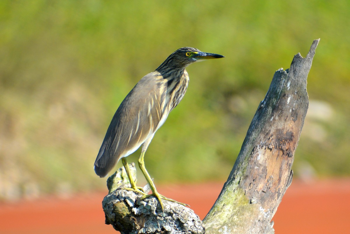 Indian Pond-Heron - Sipu Kumar