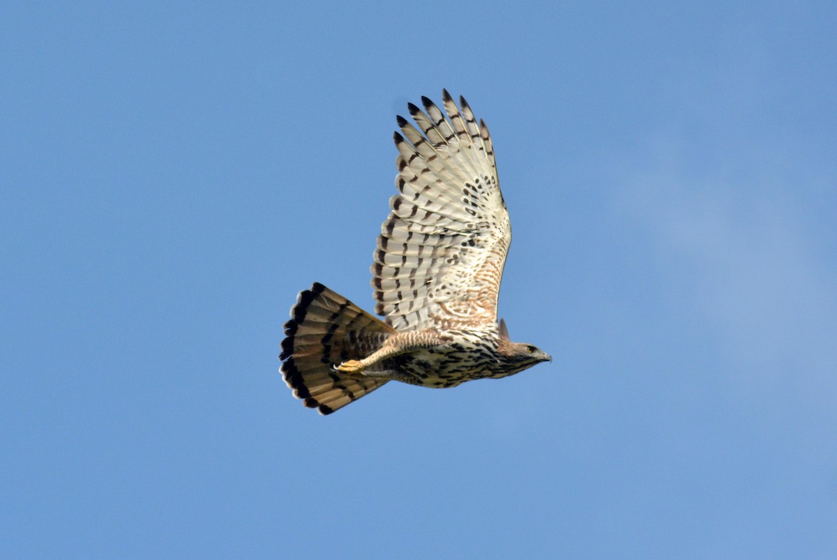 Changeable Hawk-Eagle - ML384954921