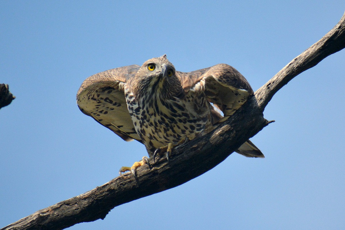 Changeable Hawk-Eagle - ML384955001