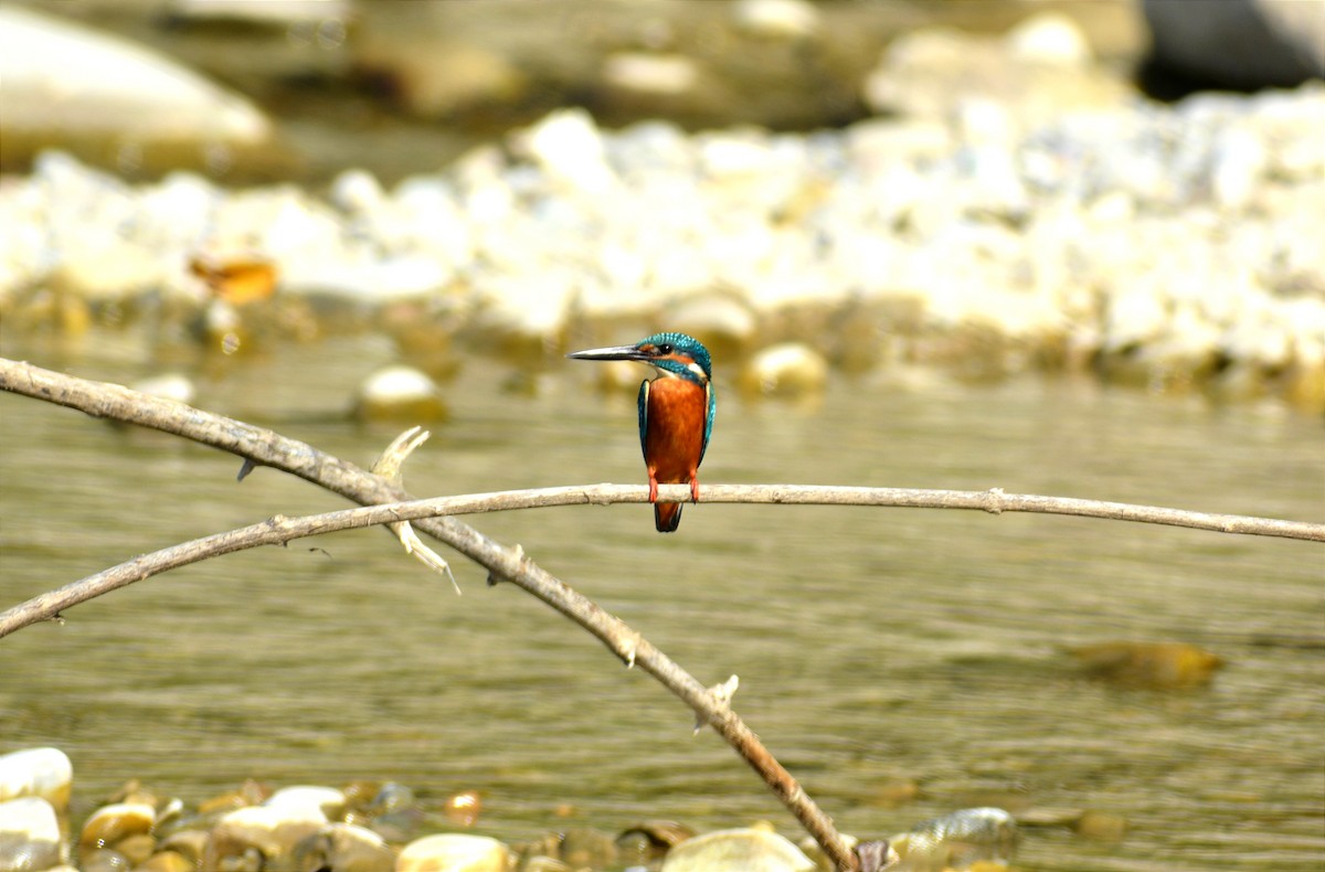 Common Kingfisher - ML384955311
