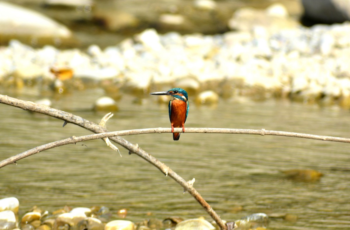 Common Kingfisher - Sipu Kumar
