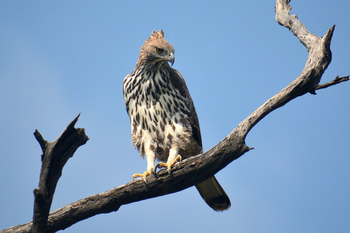 Changeable Hawk-Eagle - Sipu Kumar