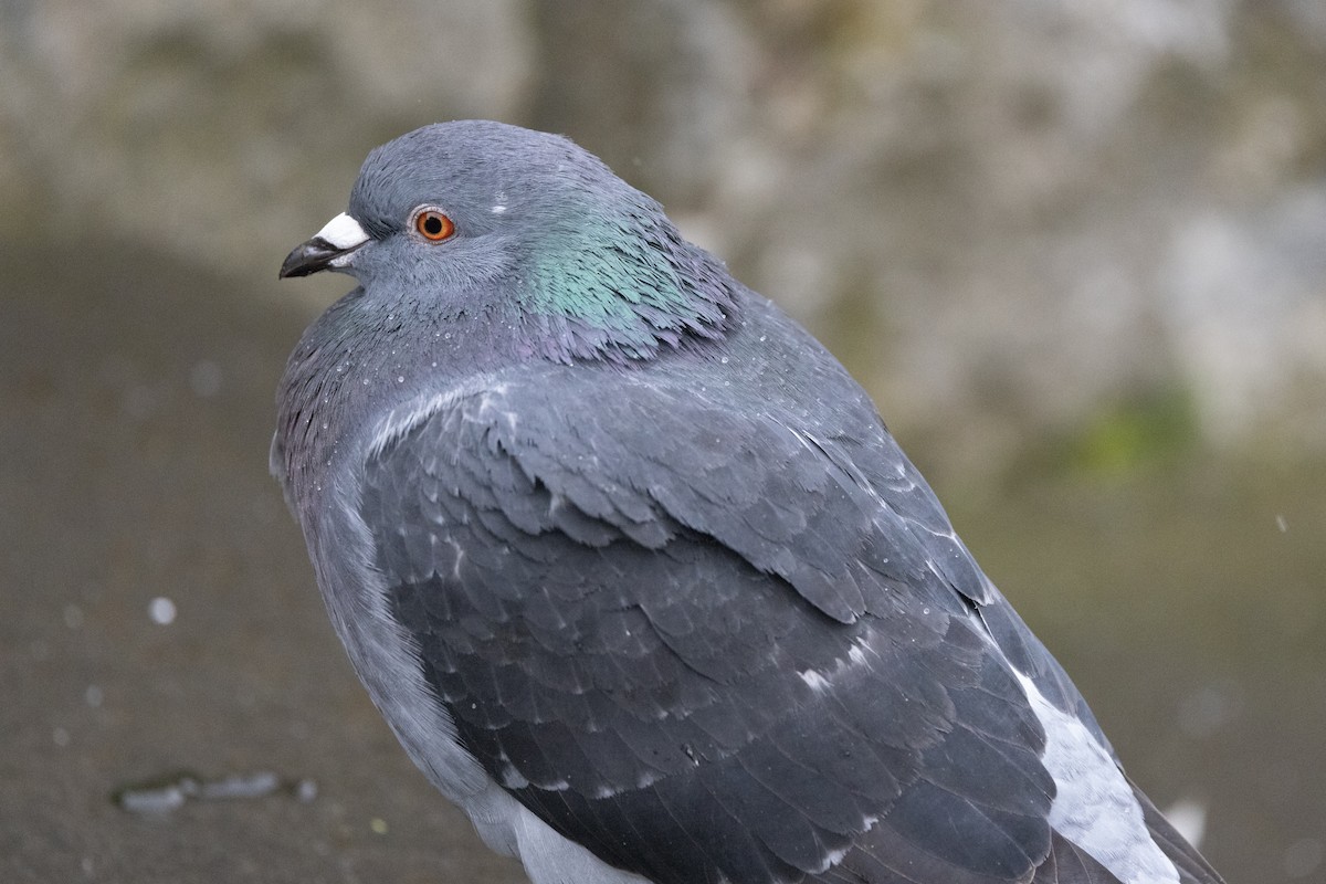 Rock Pigeon - Ann Van Sant