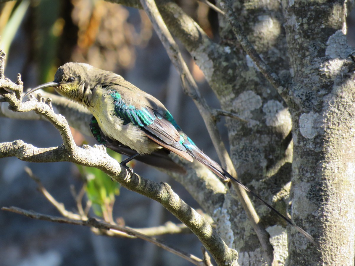 Malachite Sunbird - Brad Arthur