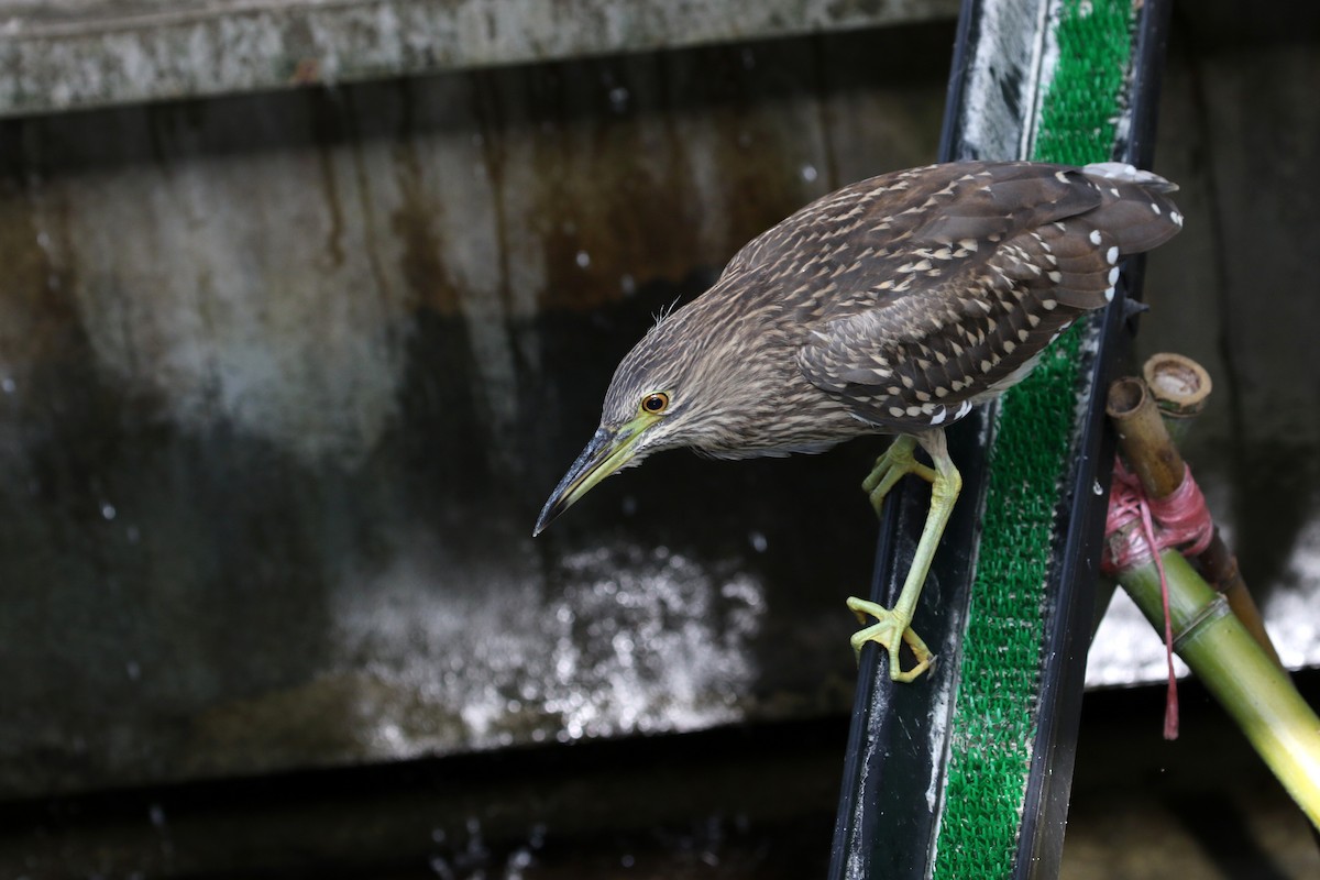 Black-crowned Night Heron - ML384956191