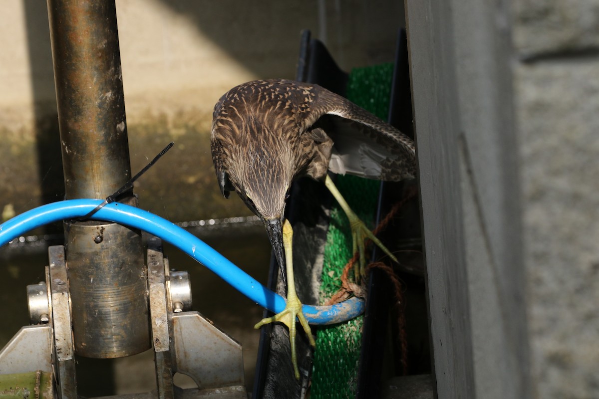 Black-crowned Night Heron - ML384956201