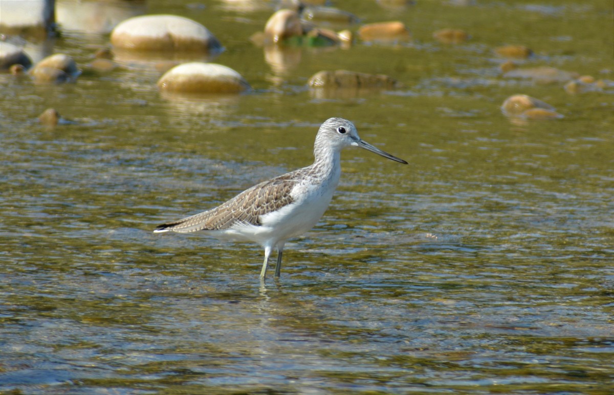 Common Greenshank - ML384956341