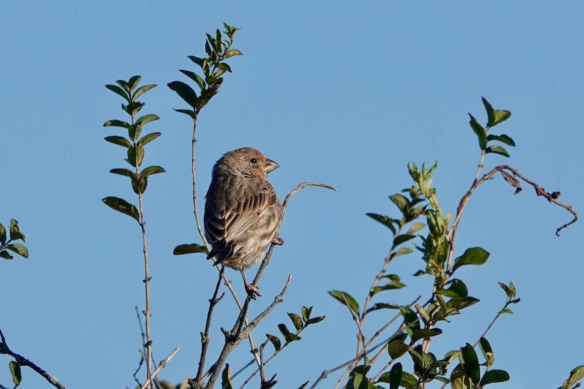 House Finch - ML384957211