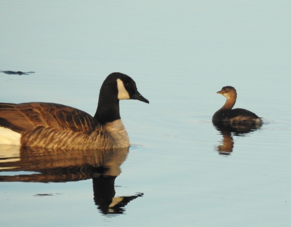 Pied-billed Grebe - ML384957221