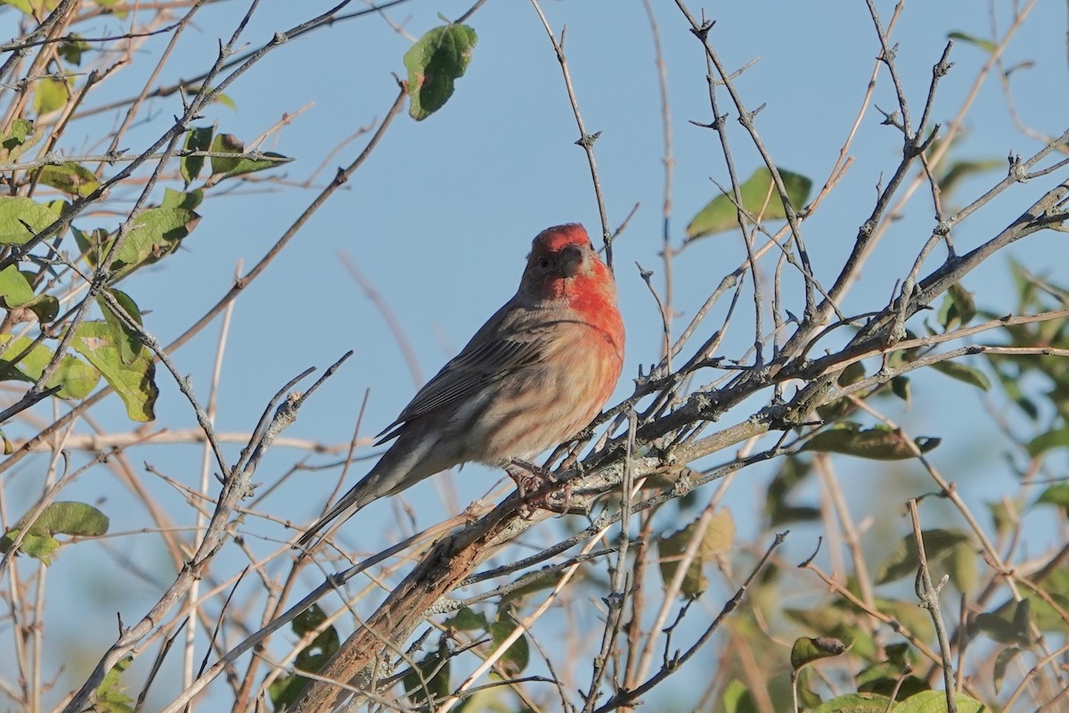 House Finch - Deirdre Robinson