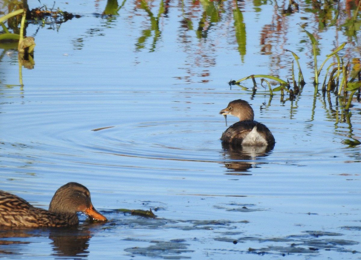 Pied-billed Grebe - ML384957251