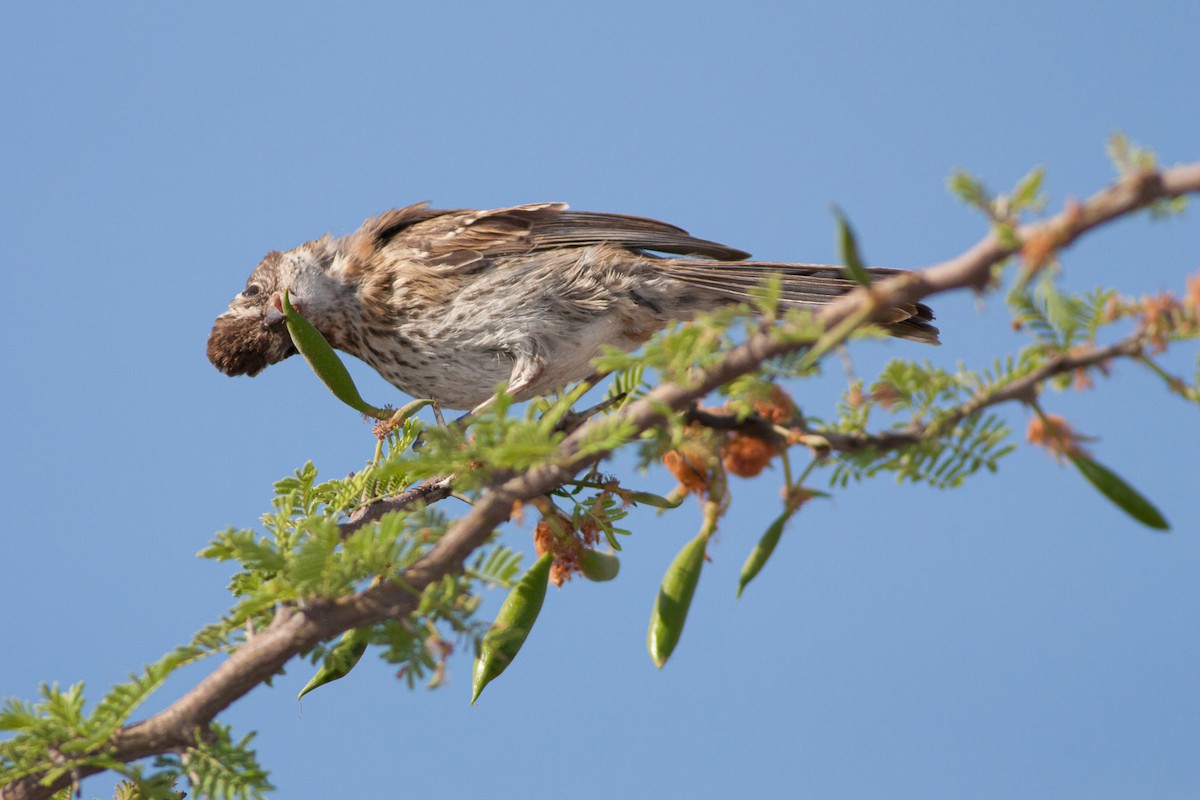Rufous-collared Sparrow (Rufous-collared) - ML384957321