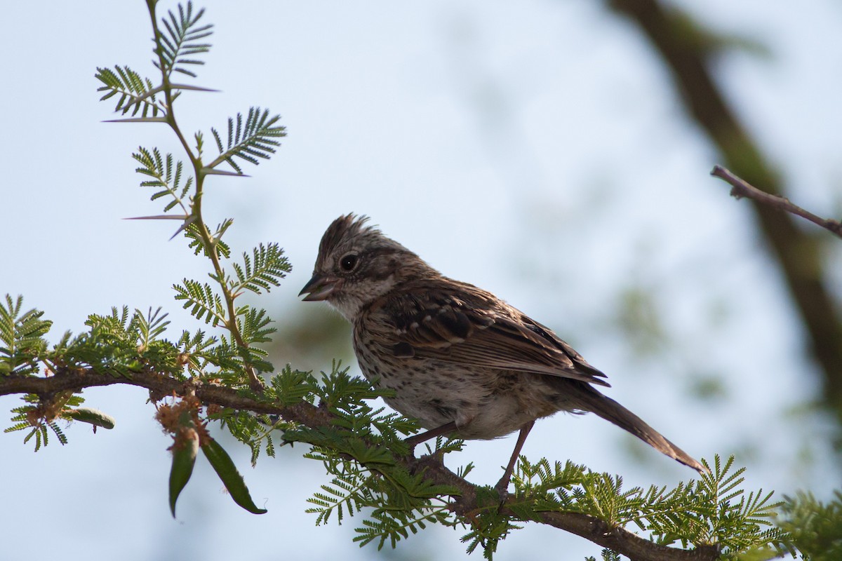 Rufous-collared Sparrow (Rufous-collared) - ML384957331