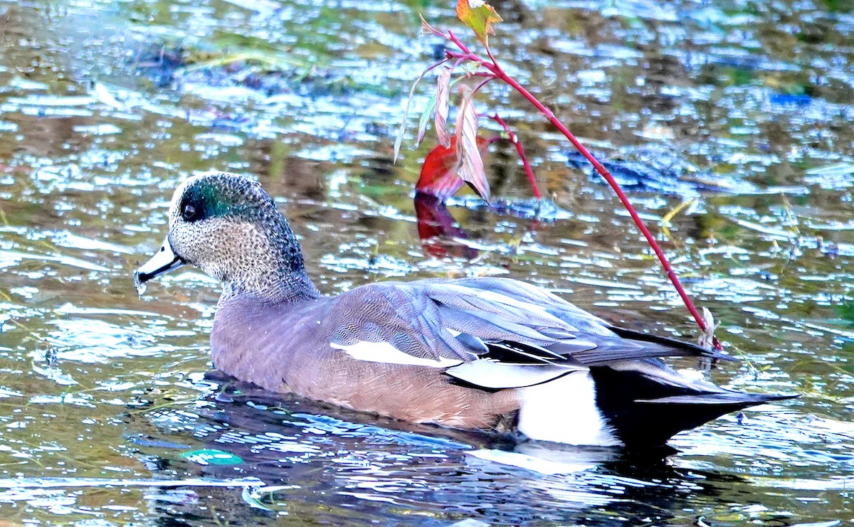 American Wigeon - Mary Kvasnic