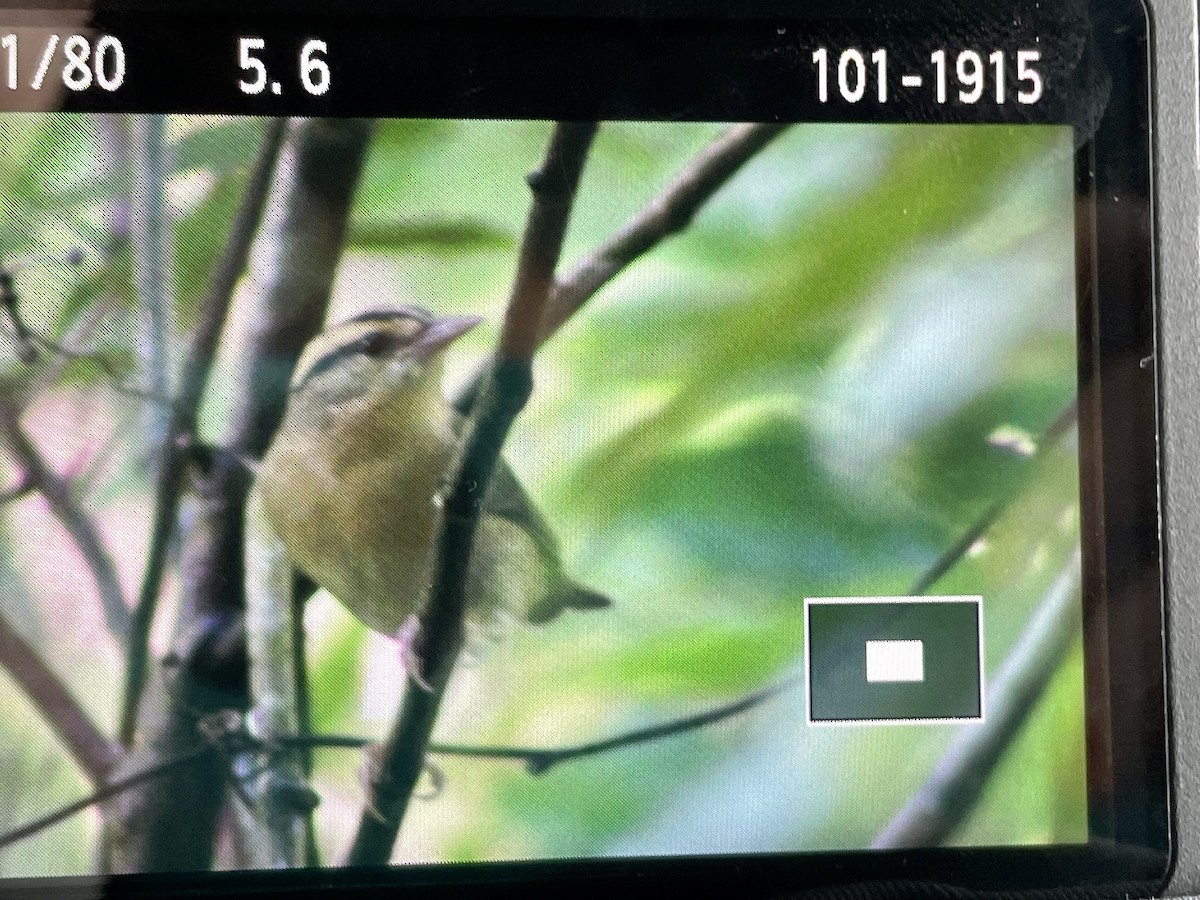 Worm-eating Warbler - ML384958611