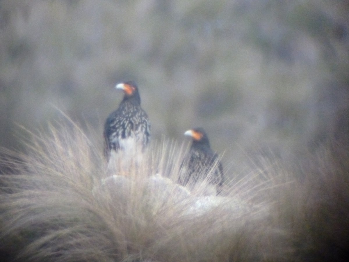 Carunculated Caracara - ML38495881