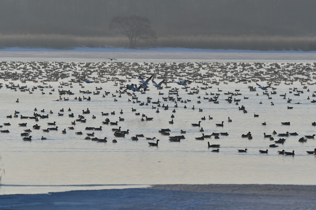 Snow Goose - ML384958991