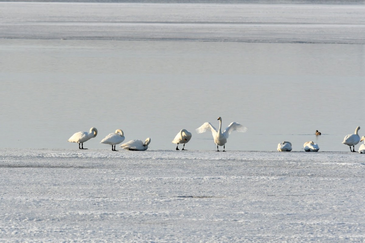 Whooper Swan - ML384959571