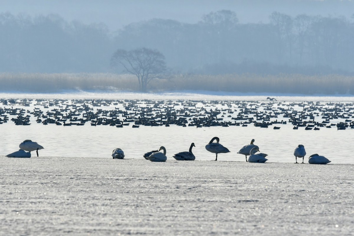 Whooper Swan - ML384959581