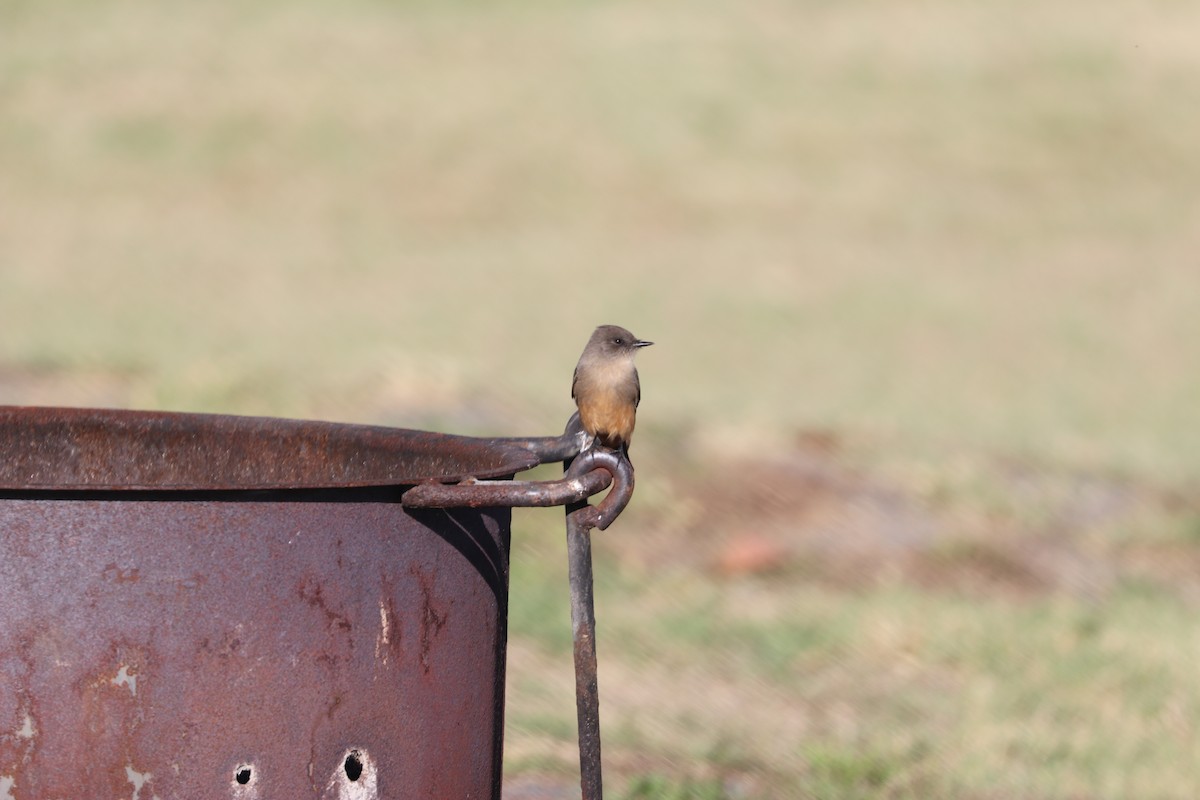 Say's Phoebe - ML384960671