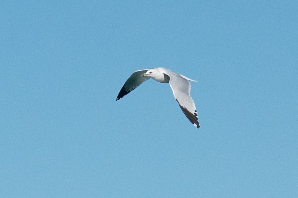 Ring-billed Gull - ML384960771