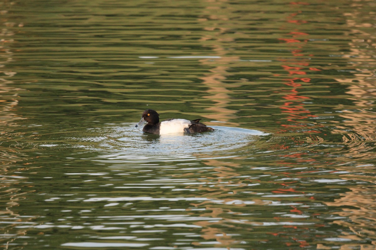 Tufted Duck - ML384961031