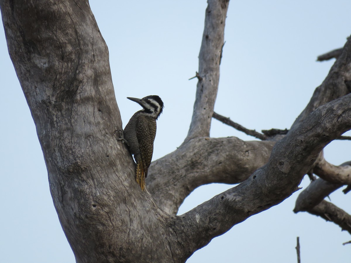 Bearded Woodpecker - ML38496141