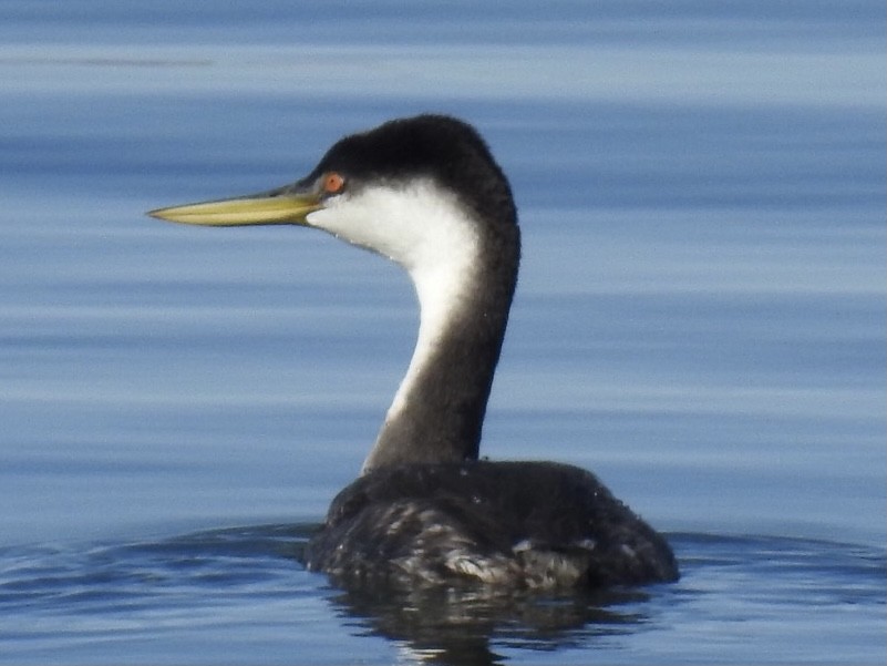 Western Grebe - ML384961531