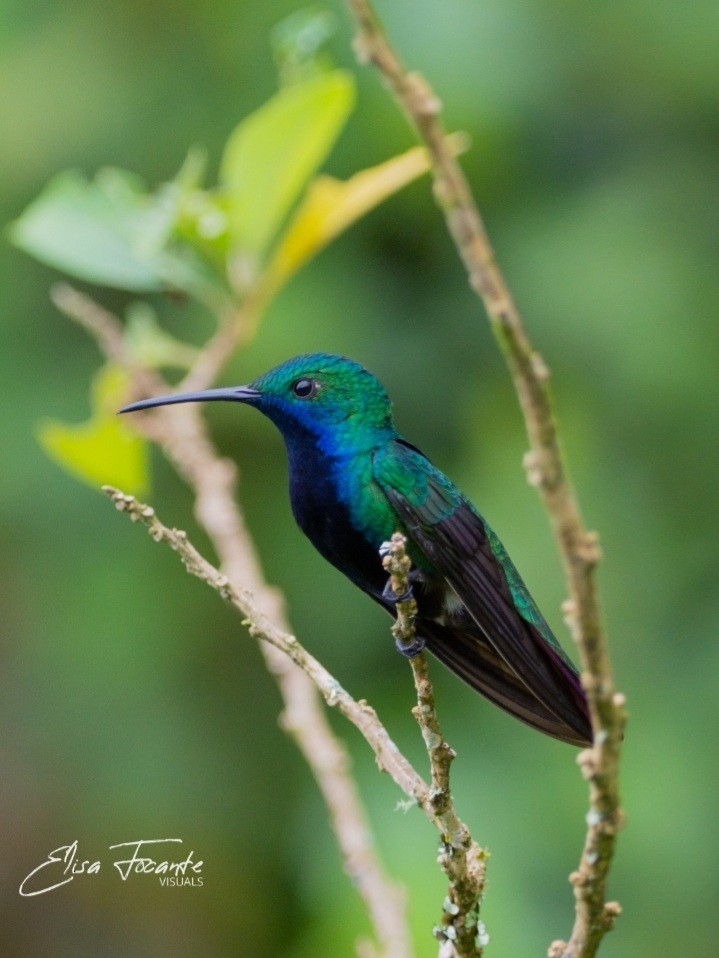 Black-throated Mango - Elisa Focante