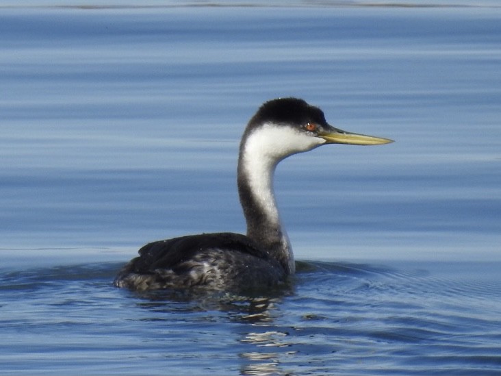 Western Grebe - ML384961981