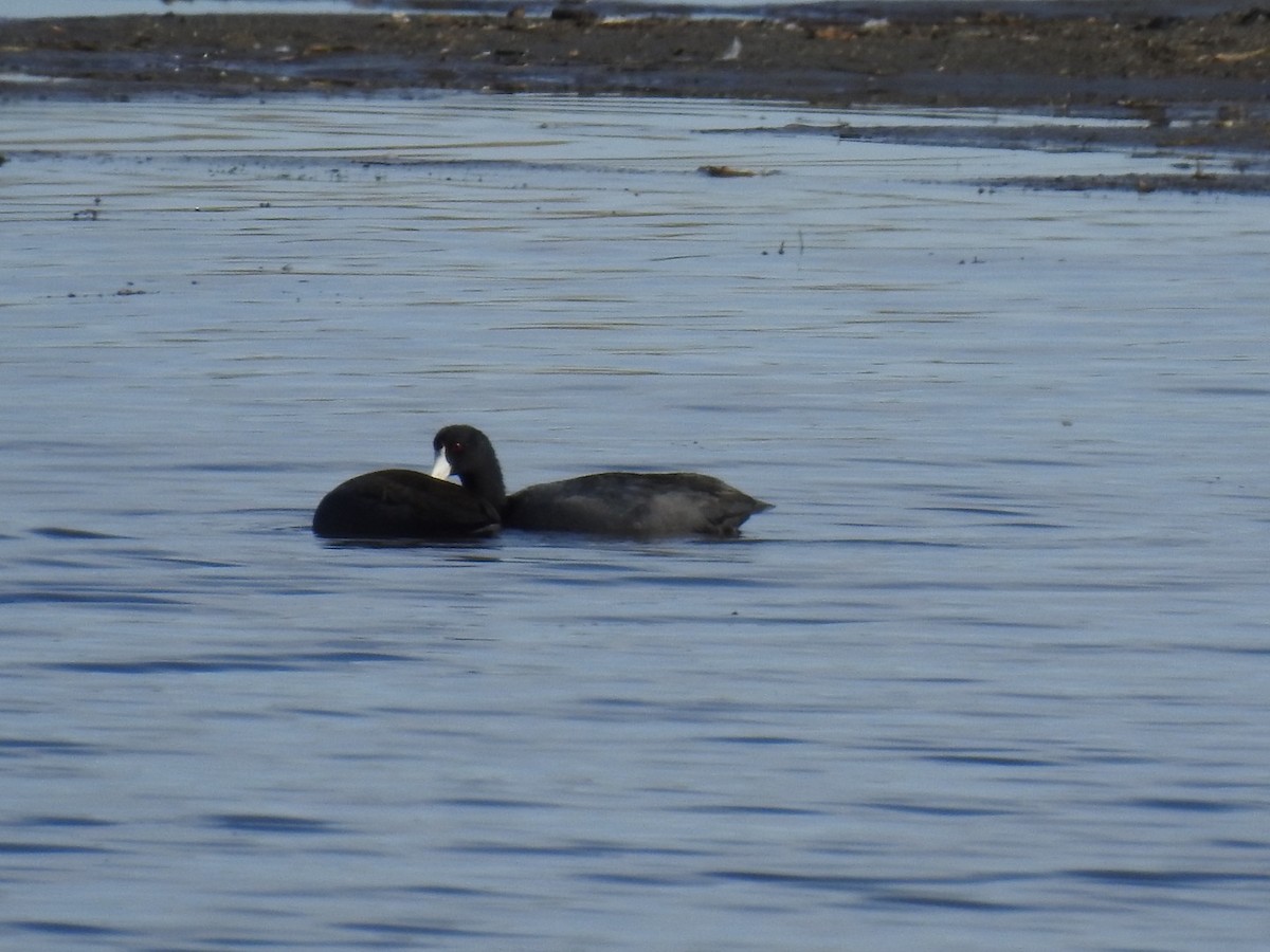American Coot - ML384961991
