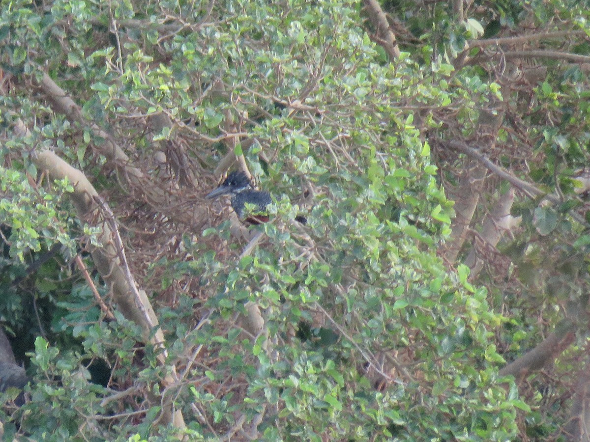 Giant Kingfisher - ML38496201