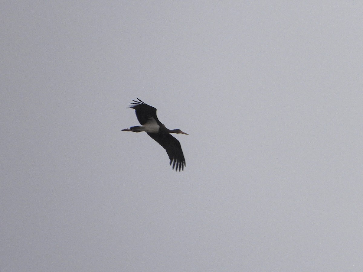 Black Stork - ML384962011