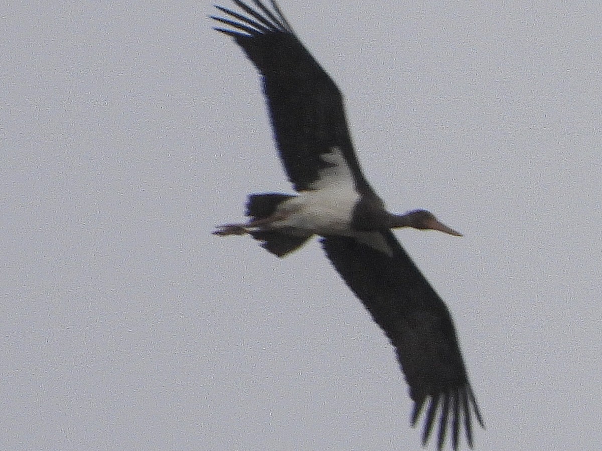 Black Stork - ML384962021