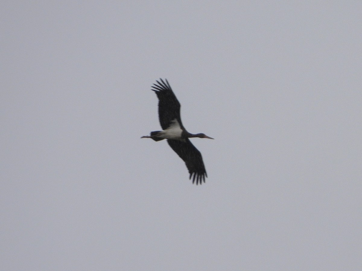 Black Stork - ML384962041