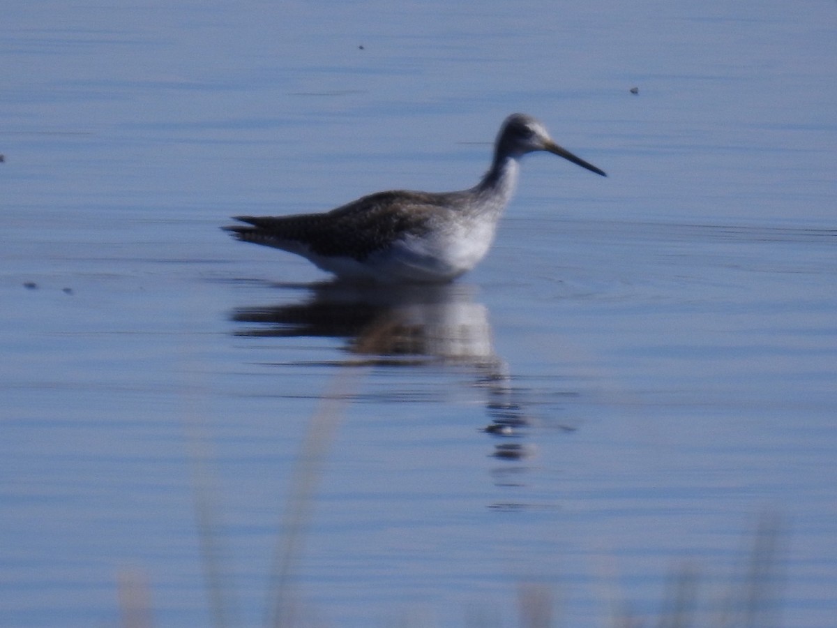 Greater Yellowlegs - ML384962051