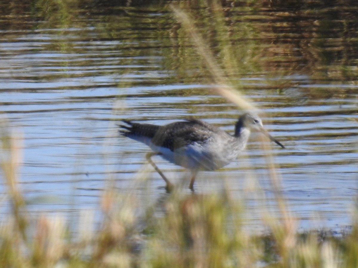Greater Yellowlegs - ML384962061