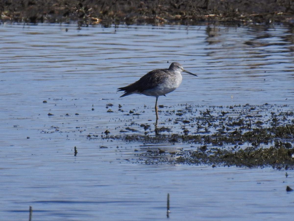Greater Yellowlegs - ML384962071
