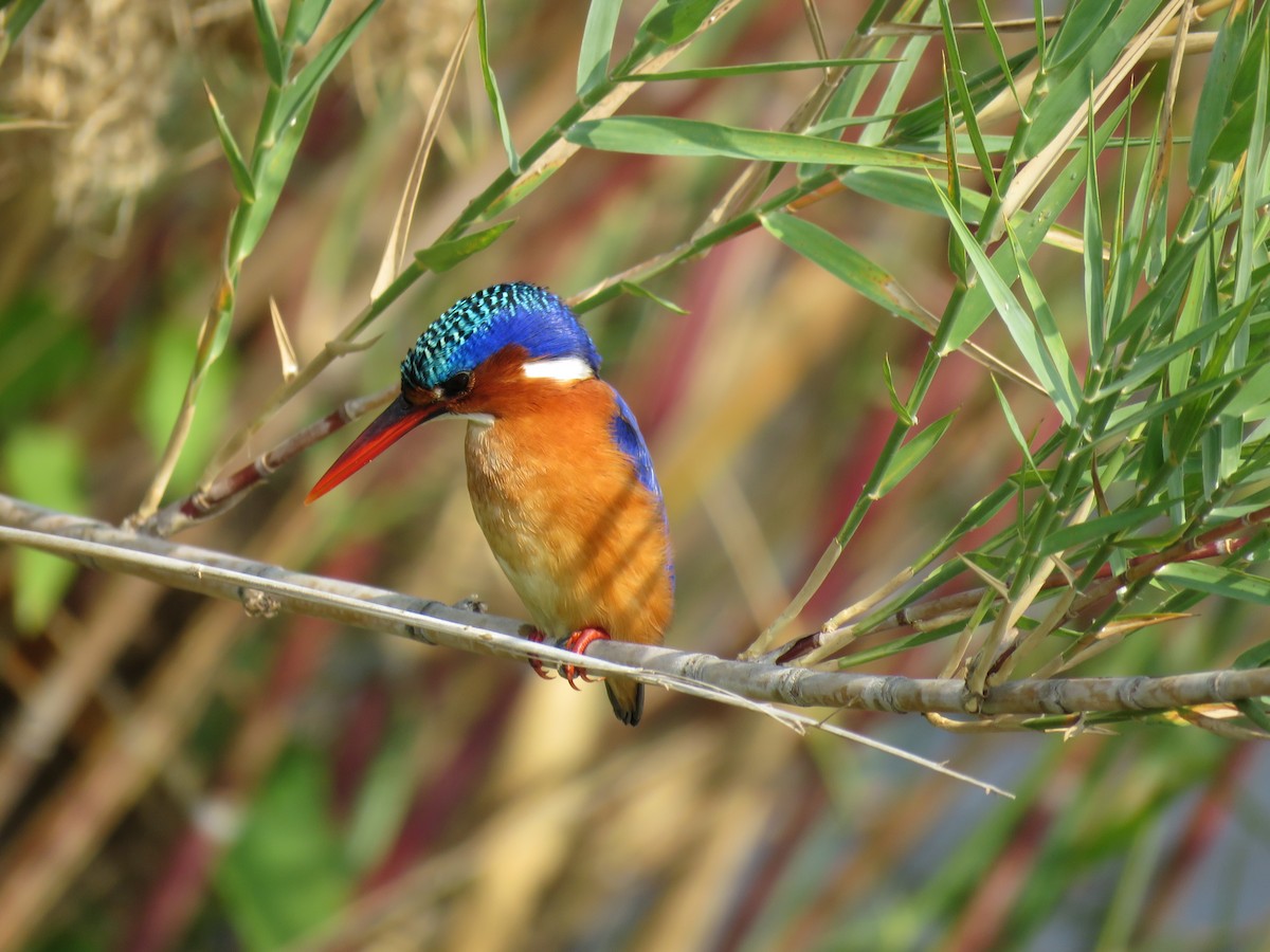 Malachite Kingfisher - ML38496221