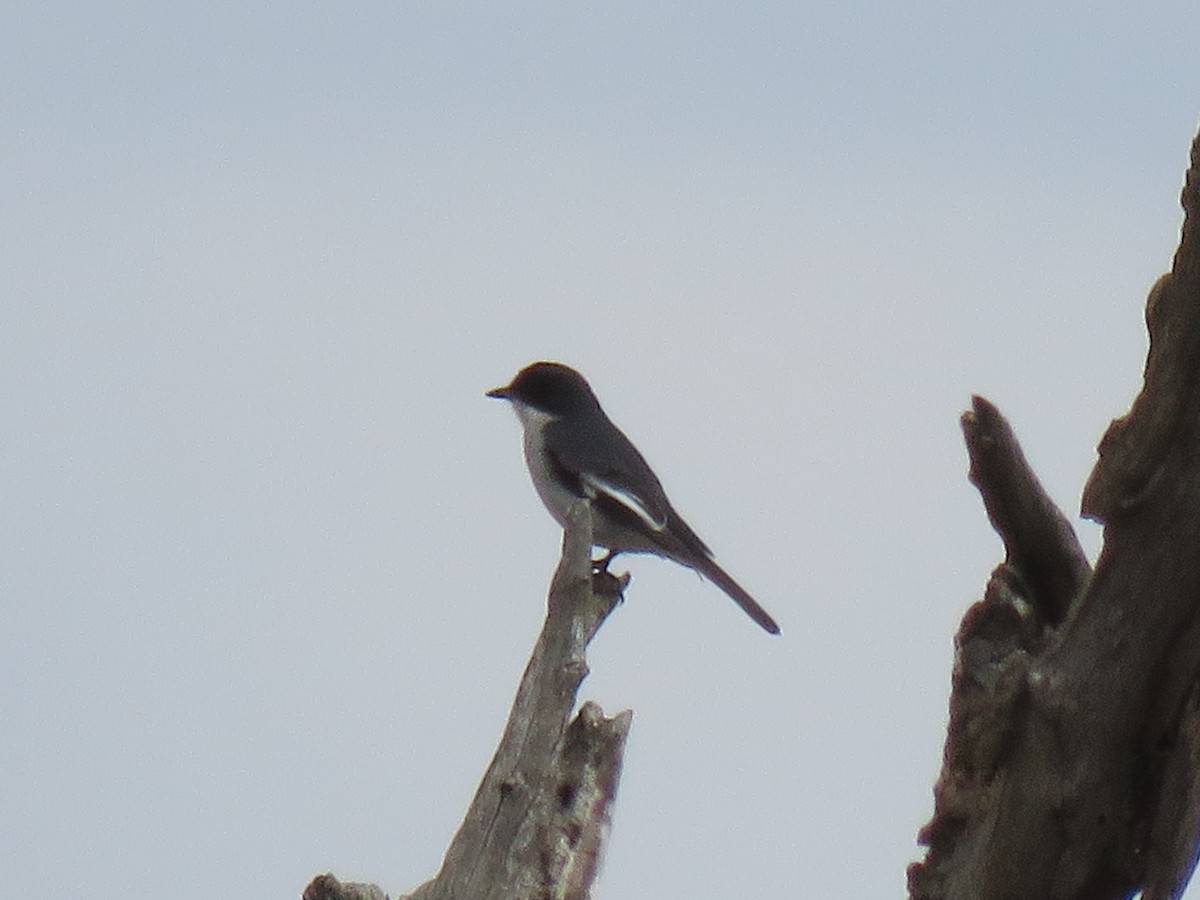 Fiscal Flycatcher - ML38496311