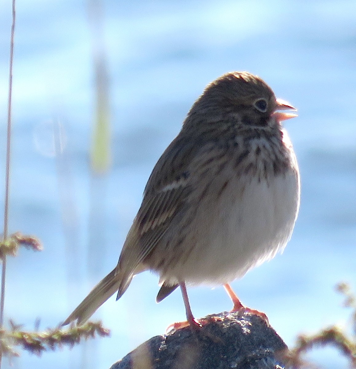 Vesper Sparrow - ML384963561