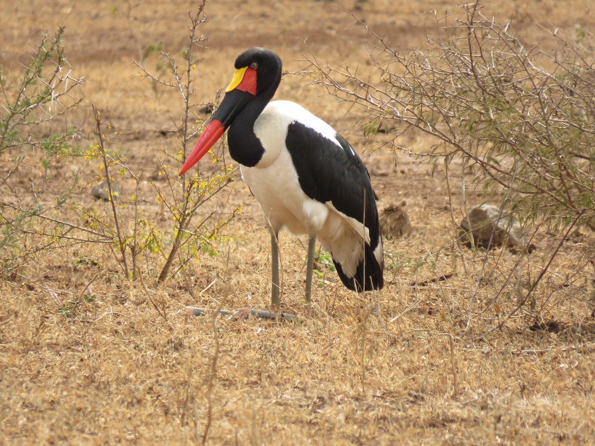 Saddle-billed Stork - ML38496381