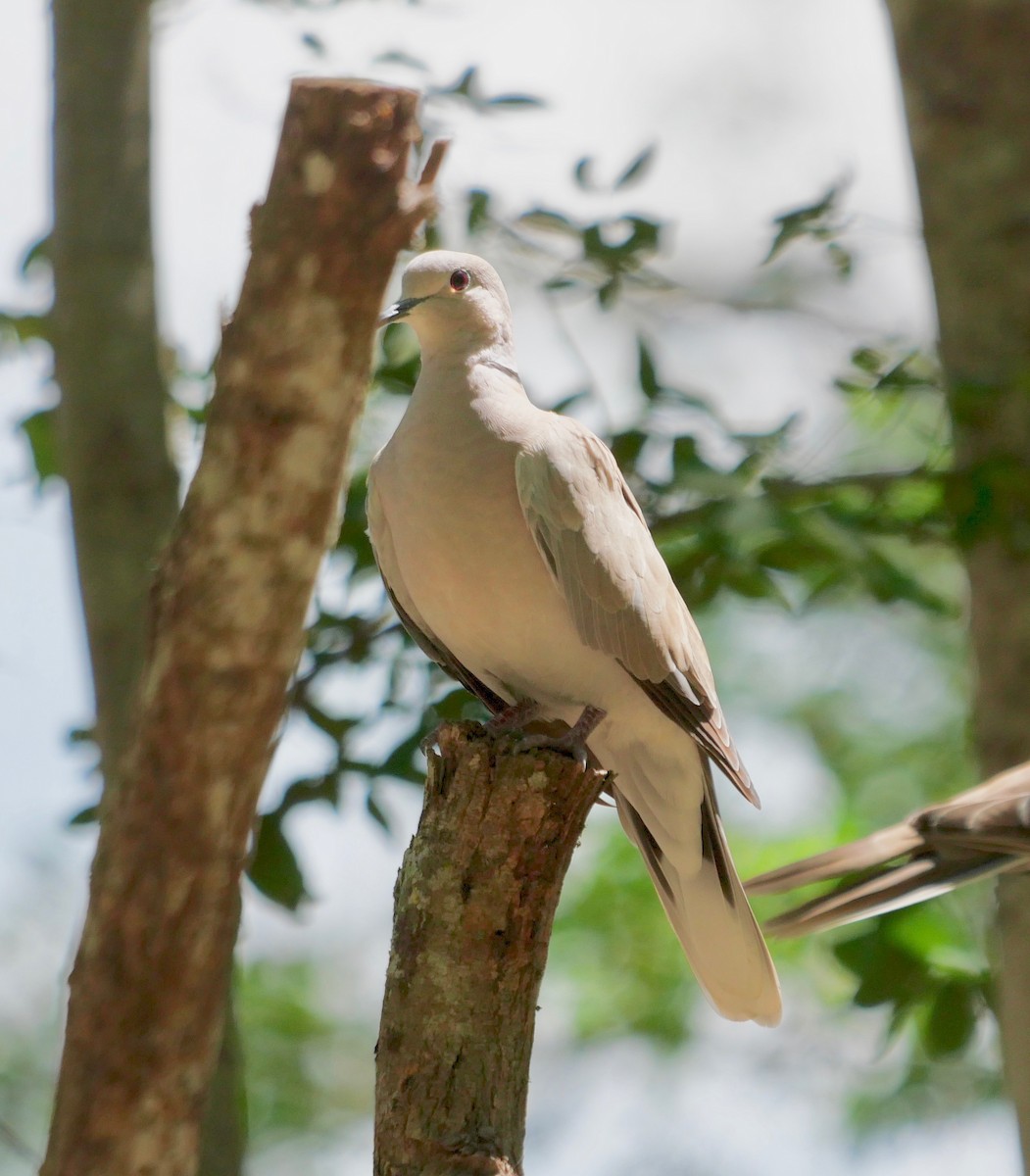 African Collared-Dove - Rebecca Smith