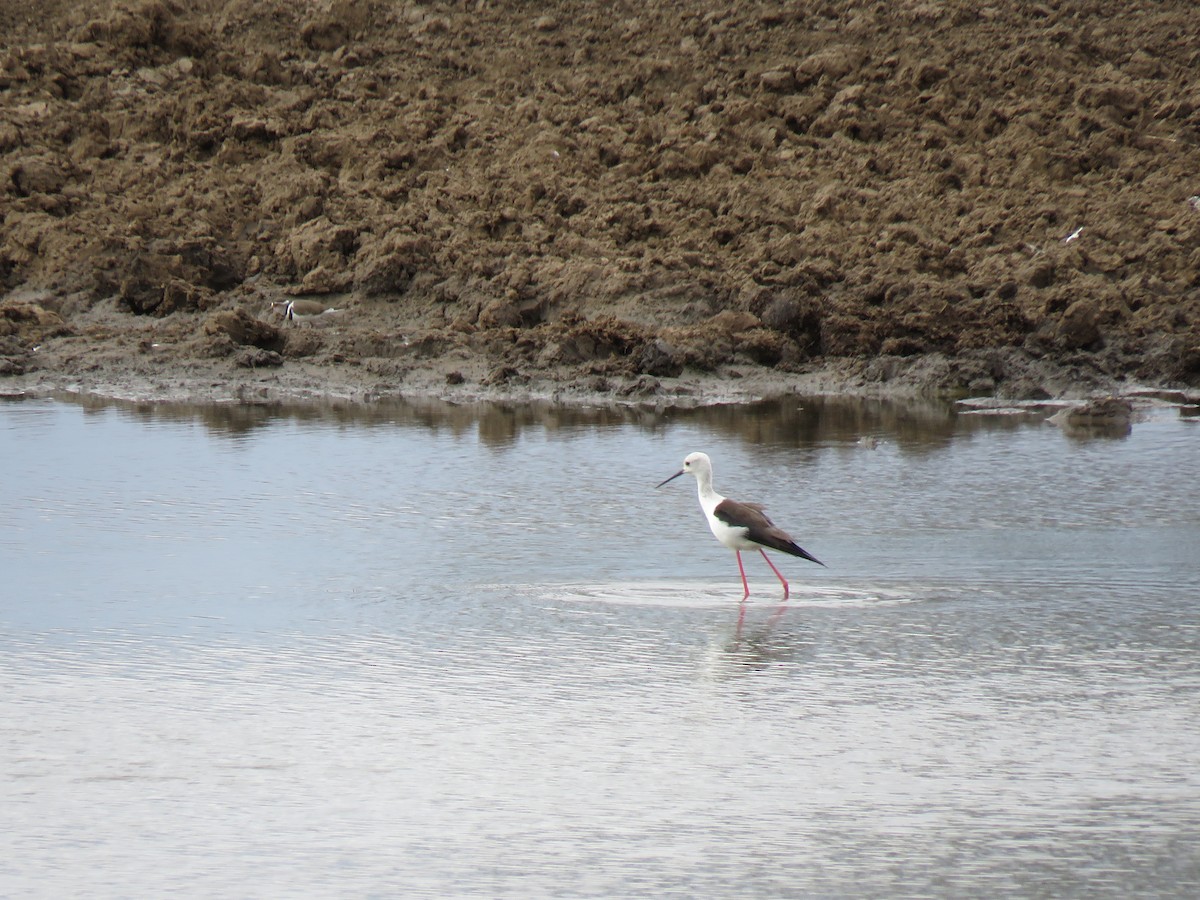 Black-winged Stilt - ML38496431