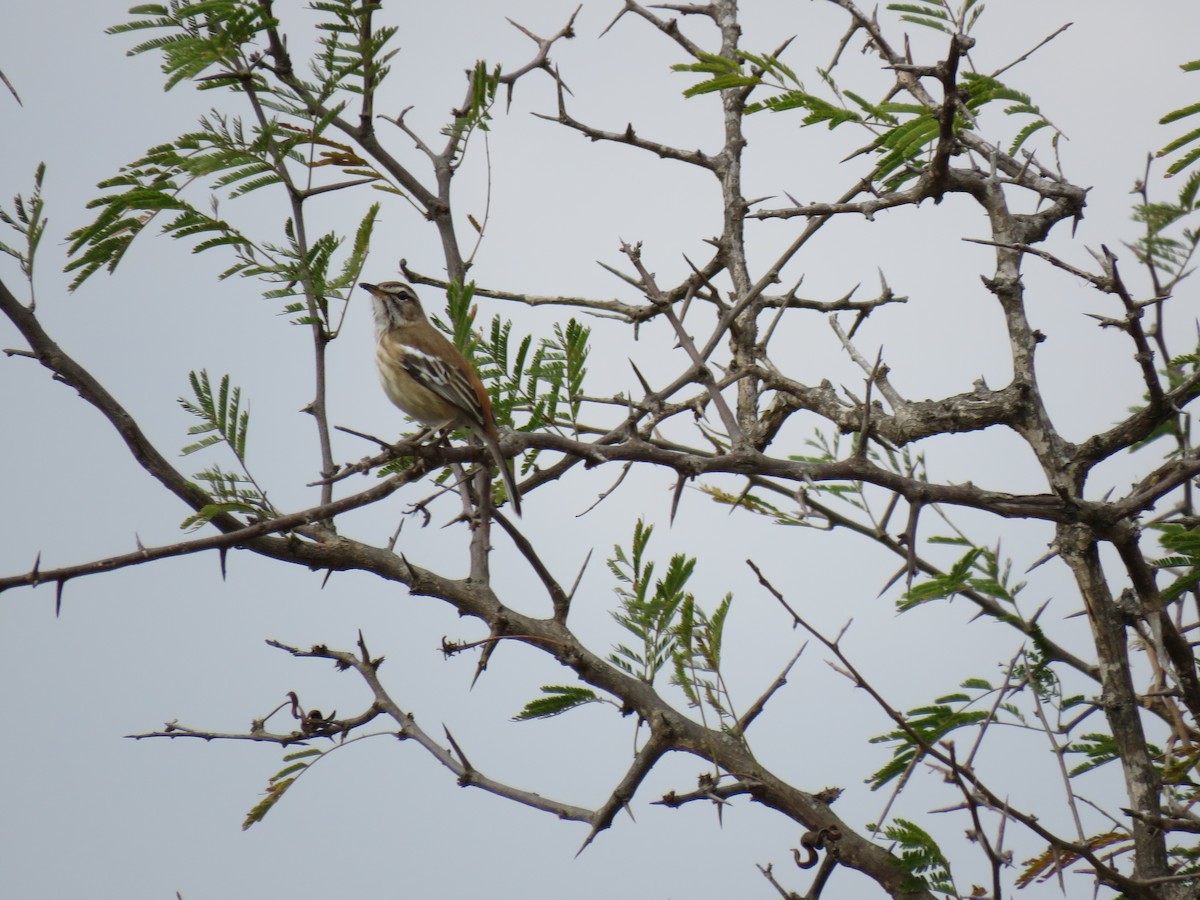 Red-backed Scrub-Robin (Red-backed) - ML38496511