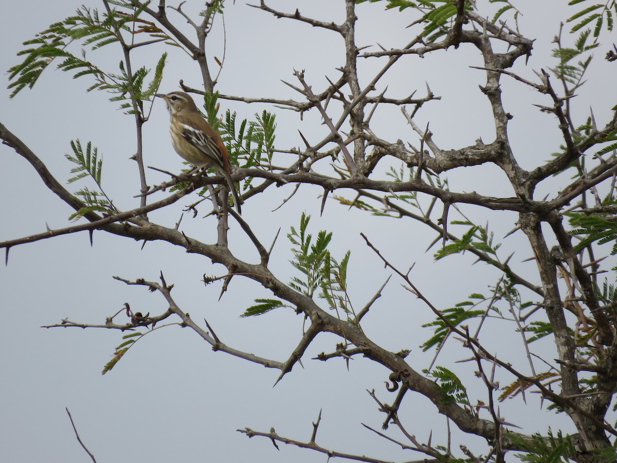 Red-backed Scrub-Robin (Red-backed) - ML38496521