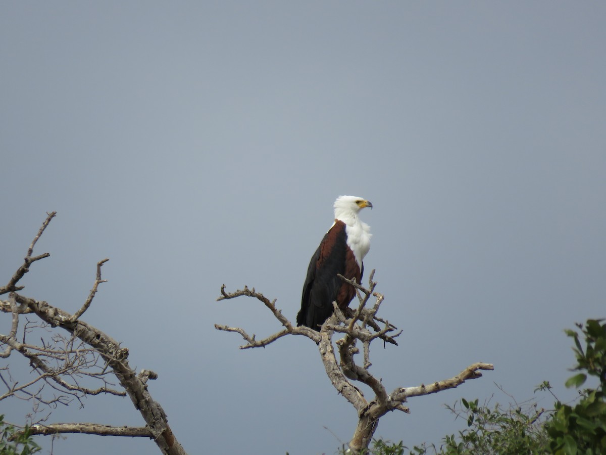 Schreiseeadler - ML38496531