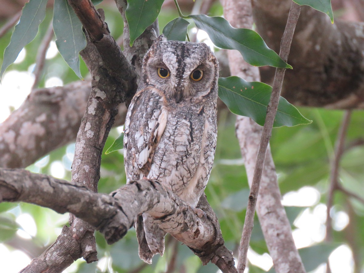 African Scops-Owl (African) - Brad Arthur